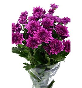 Marg euro morado - MEURMOR