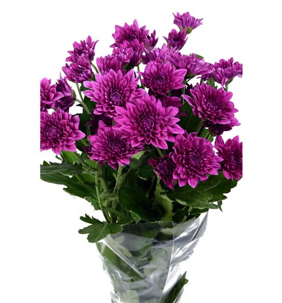 Marg euro morado - MEURMOR