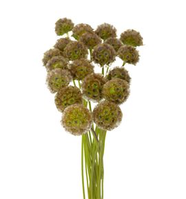 Scabiosa stellata 60 - SCASTE