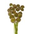 Scabiosa stellata 60 - SCASTE