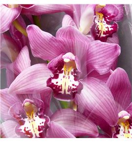 Cymbidium cynthia x6 - CYMBCYN1