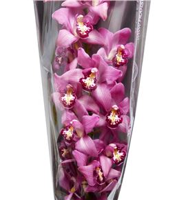 Cymbidium cynthia x6 - CYMBCYN1