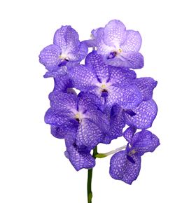 Vanda kanchana angelite x16 - VANKANANG