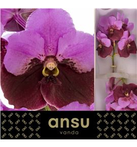 Vanda pink maroon x16 - VANPINMAR