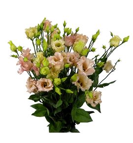Lisianthus falda 70 - LISFAL