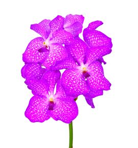 Vanda kan magic pink x16 - VANMAGPIN
