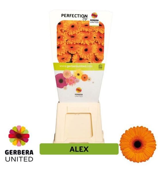 Gerbera alex 50 x15 - GERALE5015