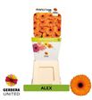 Gerbera alex 50 x15 - GERALE5015
