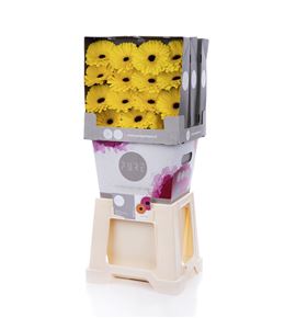 Gerbera don leo 50 x15 - GERDONLEO5015