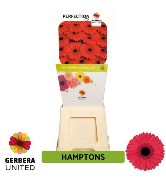 Gerbera hamptons 50 x15 - GERHAM5015