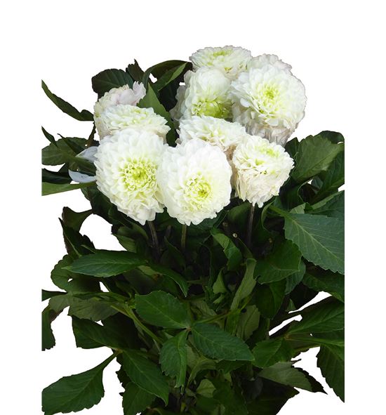 Dahlia caro 50 - DAHCARO