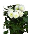 Dahlia caro 50 - DAHCARO