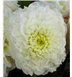 Dahlia caro 50 - DAHCARO2