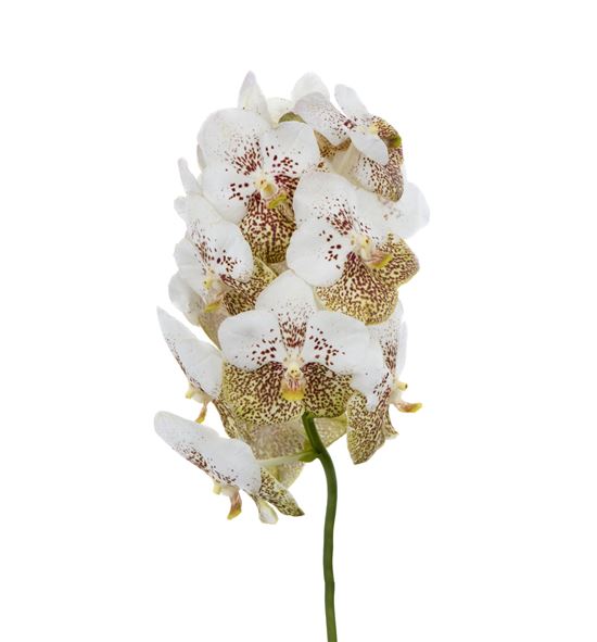 Vanda yellow spot x16 - VANYELSPO