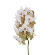 Vanda yellow spot x16 - VANYELSPO