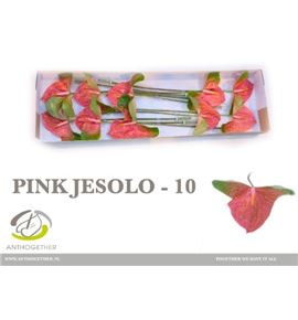 Anth pink jesolo x10 - ANTPINJES