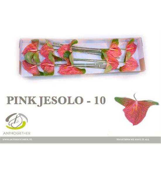 Anth pink jesolo x10 - ANTPINJES