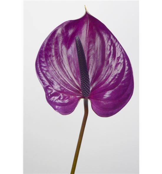 anthurium seeds for sale Maroon Anthurium Flower Seeds  Heirloom Non-GMO High Germination Organic  Garden Seeds for Planting