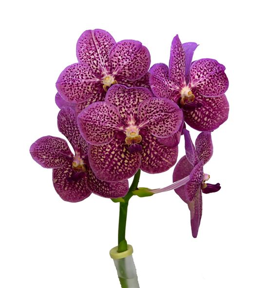 Vanda tropical punch x16 - VANTROPUN