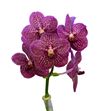 Vanda tropical punch x16 - VANTROPUN