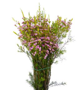 Flor de cera rosa - FLOCERROS