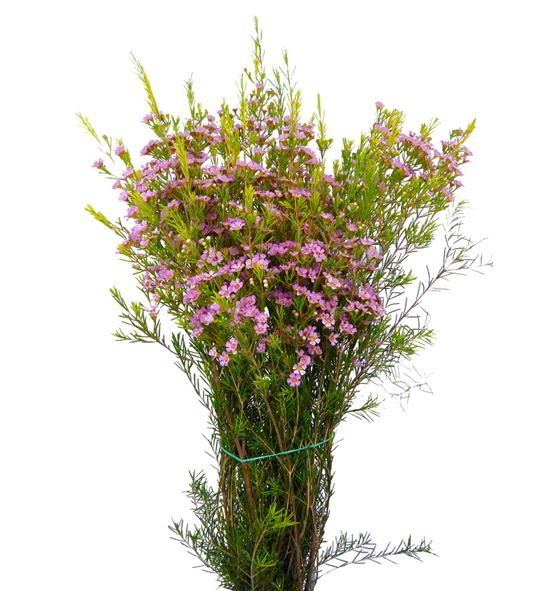 Flor de cera rosa - FLOCERROS