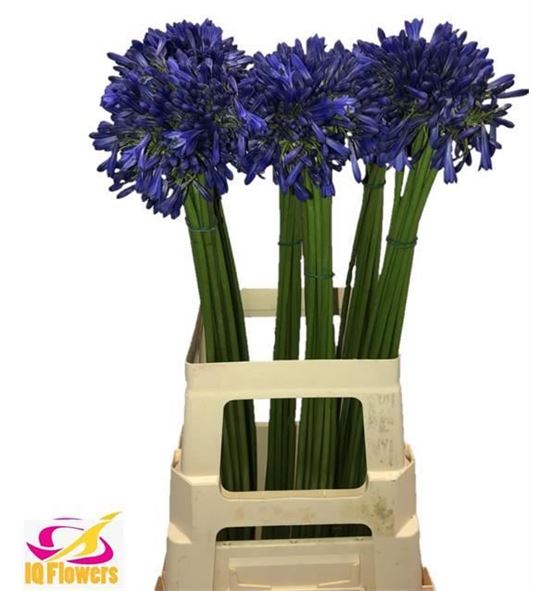 Agapanthus donau 70 - AGADON