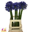 Agapanthus donau 70 - AGADON