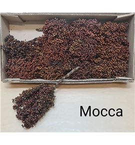 Schinus molles bes mocca 30 - SCHMOLBESMOC