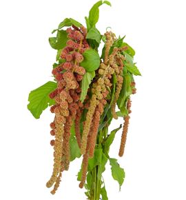 Amaranthus coral fountan 75 - AMACORFOU
