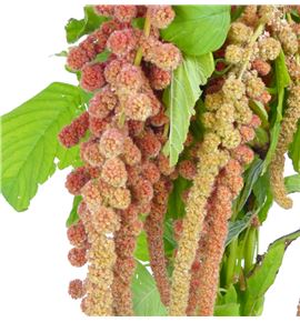 Amaranthus coral fountan 75 - AMACORFOU