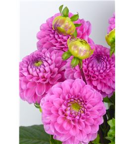 Dahlia pink runner 50 - DAHPINRUN