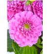 Dahlia pink runner 50 - DAHPINRUN2