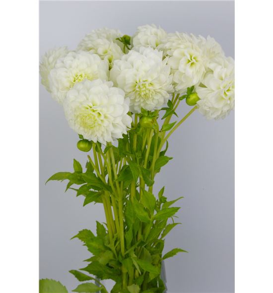 Dahlia pomp snowflake 50 - DAHPOMSNO