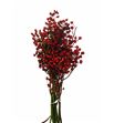 Rozen plenty 40 - ROZPLE
