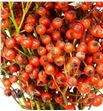 Rozen plenty 40 - ROZPLE1