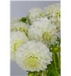 Dahlia pomp snowflake 50 - DAHPOMSNO1