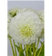 Dahlia pomp snowflake 50 - DAHPOMSNO2