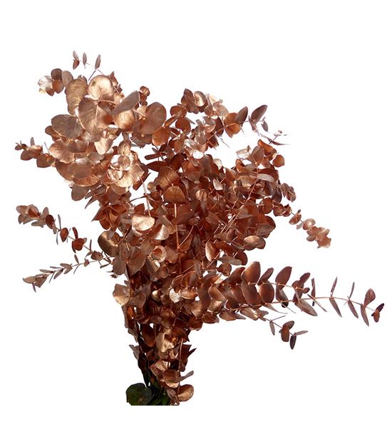 Eucaliptus cinerea cobre a2 - EUCINCOB