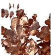 Eucaliptus cinerea cobre a2 - EUCINCOB1