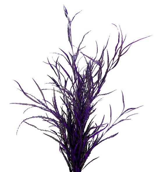 Grevillea lila a2 - GRELIL