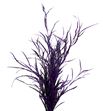 Grevillea lila a2 - GRELIL