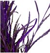 Grevillea lila a2 - GRELIL1