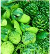 Indian mix verde purpurina x40 a2 - INDVERPUR1