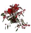 Eucaliptu populus flor roja 70 - EUCPOPFLOROJ