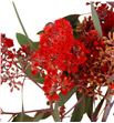 Eucaliptu populus flor roja 70 - EUCPOPFLOROJ1