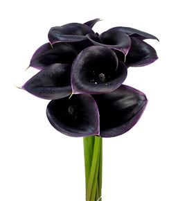 Cala cantor 60 - ZANCAN