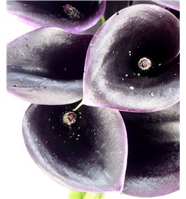 Cala cantor 60 - ZANCAN