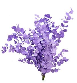 Eucaliptus cinerea milka - EUCINMIL