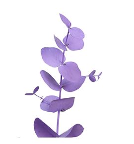 Eucaliptus cinerea milka - EUCINMIL